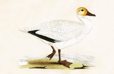 Snow Goose, illustration fra 
