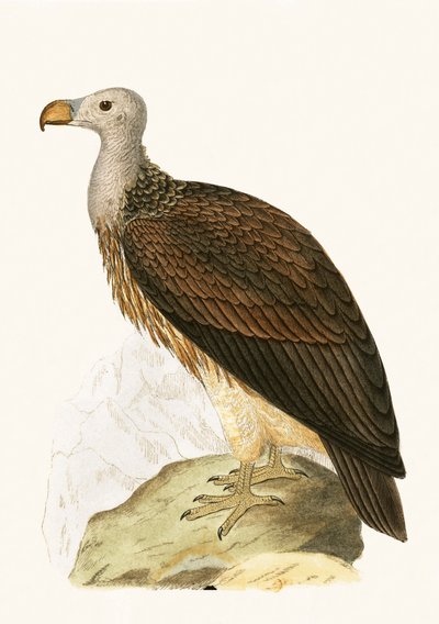 Sociable Vulture, illustration fra 