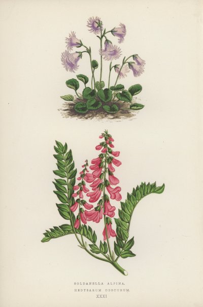 Soldanella Alpina; Hedysarum Obscurum (farvelitografi) af English School