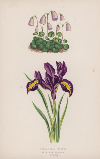 Soldanella Minima; Iris Reticulata (farve litho) af English School