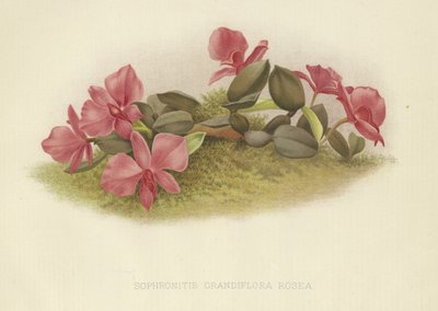 Sophronitis grandiflora rosea af English School