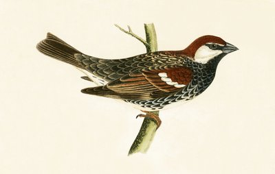 Spanish Sparrow, illustration fra 