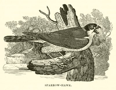 Sparrow-Hawk (gravering) af English School