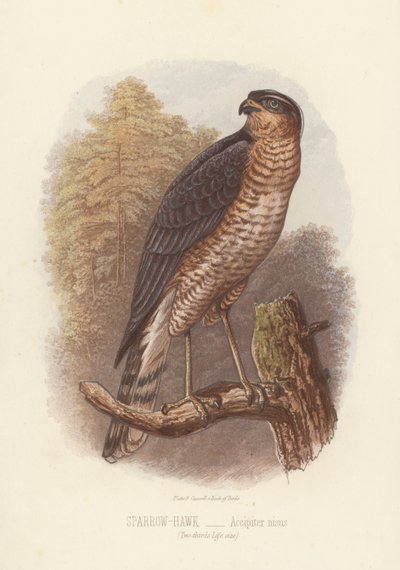 Spurvehøg, Accipiter Nisus (farvelitografi) af English School