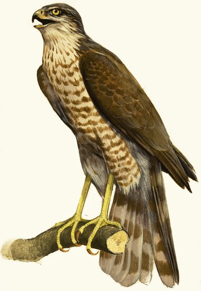 Spurvehøg af English School