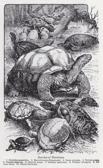Arter af skildpadder (litho) af English School