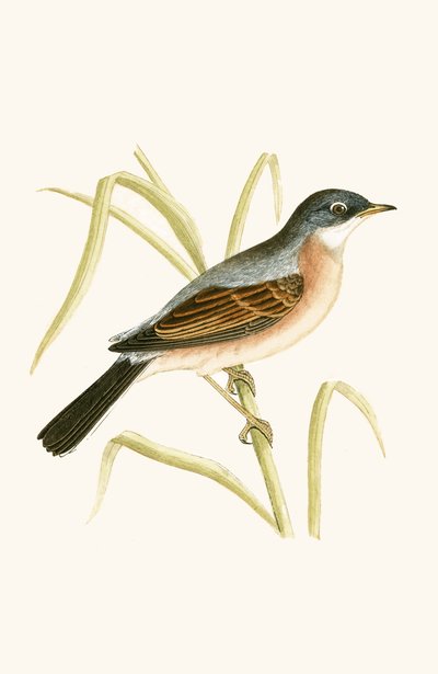 Brillesanger, illustration fra 
