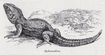 Sphenodon (litho) af English School