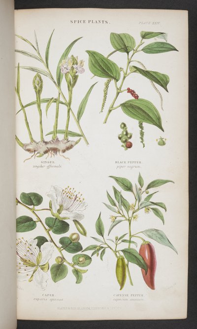 Spice Plants, fra 