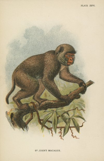 St. Johns Macaque af English School
