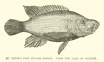St Peters Fish (Chromis Simonis), fra Galilæa-søen af English School