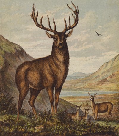 Hjort (farvelitografi) af English School