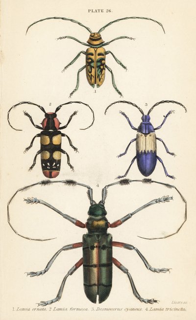 Sternotomis pulchra 1, Tragocephala formosa 2, hyldebær, Desmocerus palliatus 3 og Thysia wallichii 4 af English School