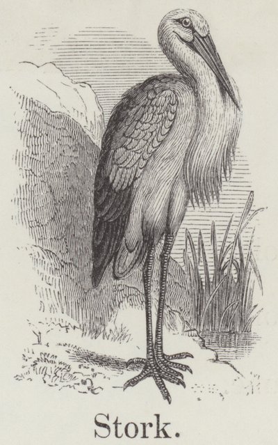 Stork (gravering) af English School