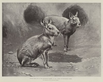 Studier fra Livet i Zoologisk Have, Maras eller Patagonian Cavies (litho) af English School