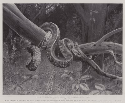 Studier fra Life at the Zoological Gardens, South American Corais Snake (litho) af English School