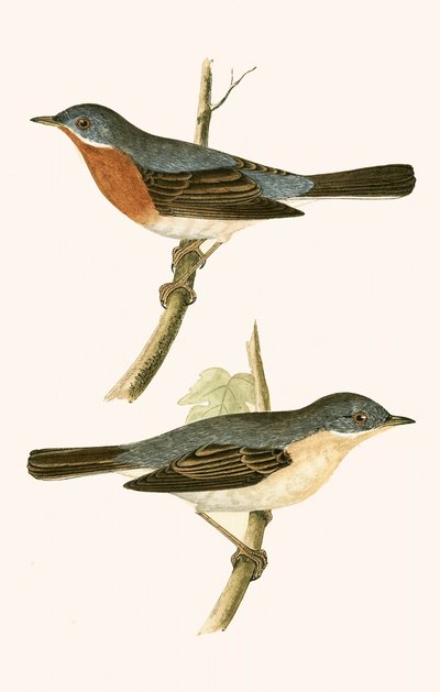 Sub Alpine Warbler, illustration fra 
