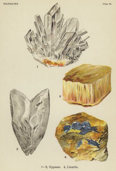 Sulfater, gips, linarit (farve litho) af English School