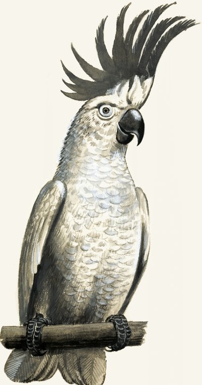 Gelbhaubenkakadu von English School