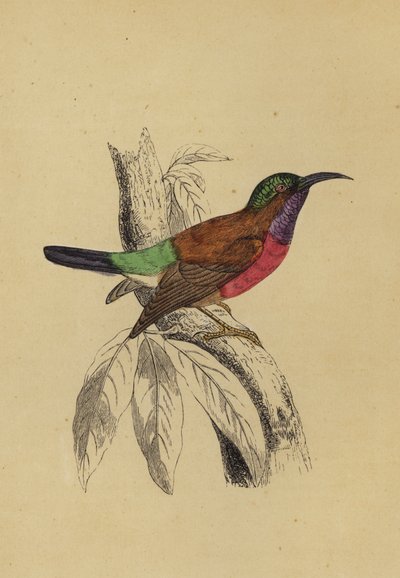 Sun Bird (farve litho) af English School