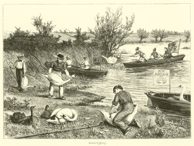 Svane-Upping af English School