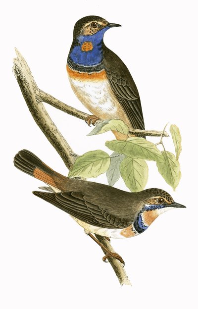 Svensk blåhalssanger, illustration fra 