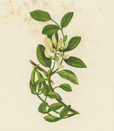 Sød mælkevikke, Astragalus glyciphyllus (farvelitografi) af English School