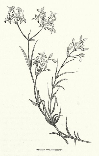 Sweet Woodruff (gravering) af English School