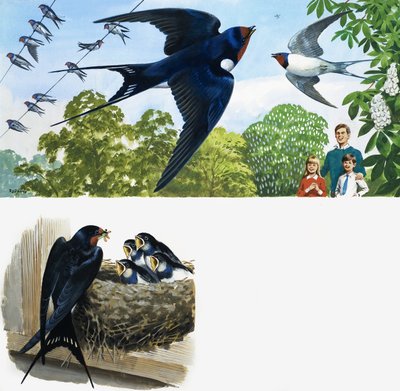 Swifts af English School