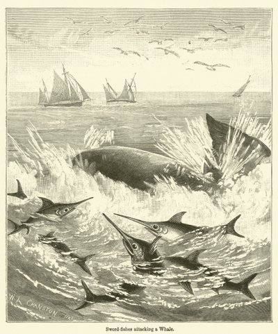 Sværdfisk, der angriber en hval (gravering) af English School