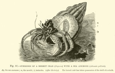Symbiosis of a Hermit Crab (Pagurus) with a Sea Anemone, Adamsia palliata  af English School