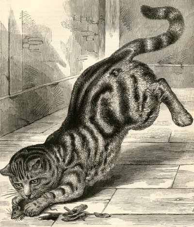 Tabbykat springer på en mus af English School