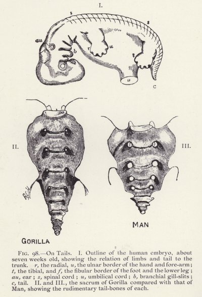Haler, mand og gorilla (litho) af English School