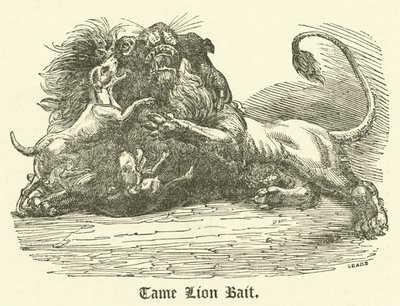 Tame Lion Bait (gravering) af English School
