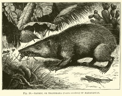 Tanrec, or Trandraka (Centetes ecaudatus) of Madagascar  af English School