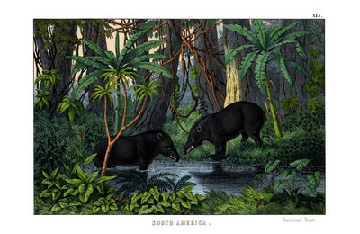 Tapir af English School