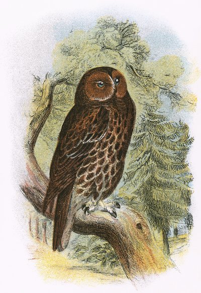 Tawny Owl af English School