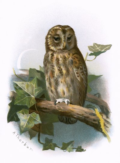 Tawny Owl af English School