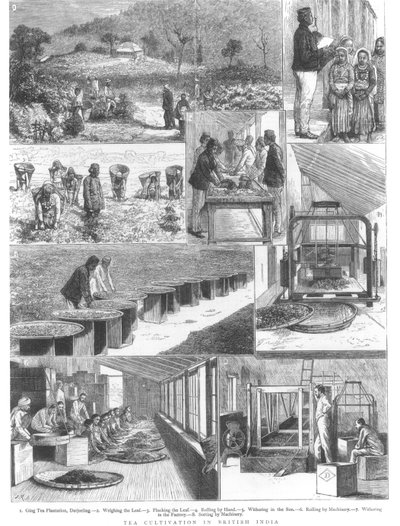 Tedyrkning i Britisk Indien, 1876 af English School