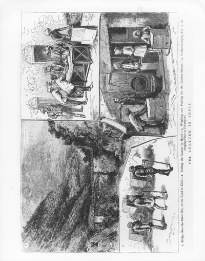 Tekultur i Indien, 1883 af English School