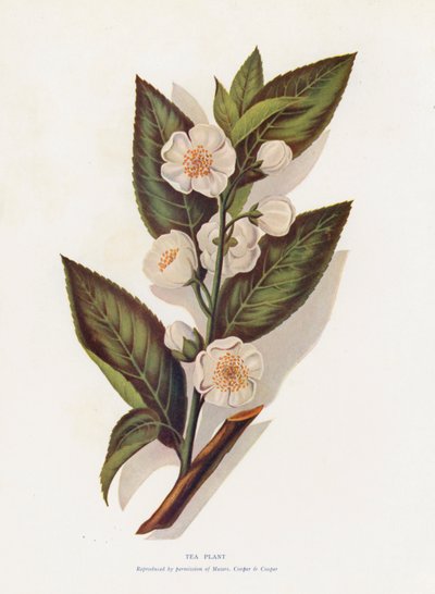 Teplante (farvelitografi) af English School