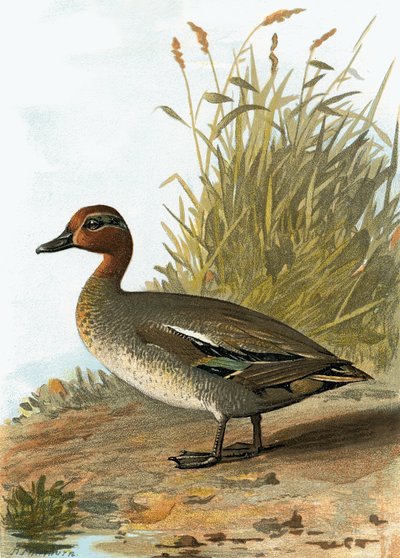 Blågrøn af English School