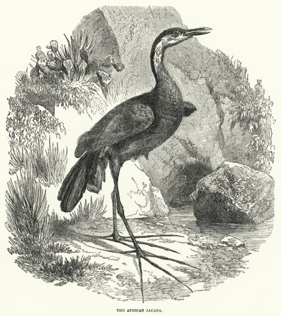 Den afrikanske jacana (kobberstik) af English School