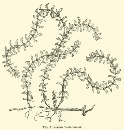 The American Water-weed (gravering) af English School