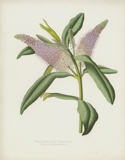 Anderson Veronica, Veronica Andersonii af English School