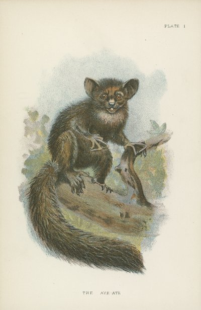 Aye-Aye af English School