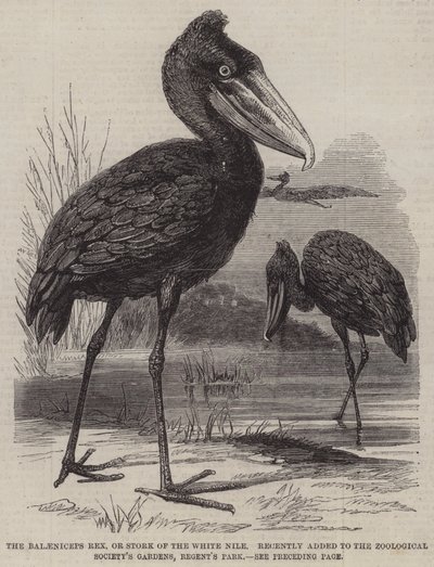 Balaeniceps rex, eller Stork of the White Nile, for nylig tilføjet til Zoological Society