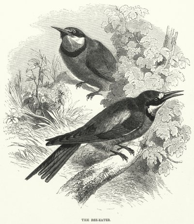 Der Bienenfresser von English School