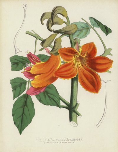 Klokkeblomstret Spathodea, Spathodea Campanulata af English School