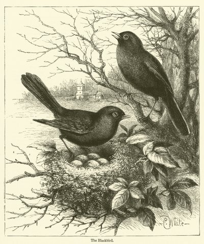 The Blackbird (gravering) af English School